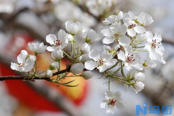 梨花有哪几种颜色 梨花的开放时间