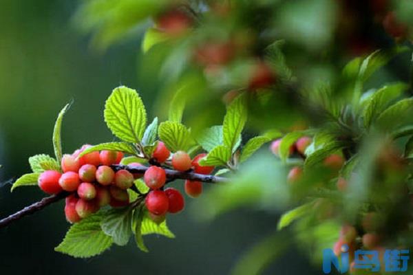 榆叶梅果实能做枕头吗 榆叶梅果的药用价值