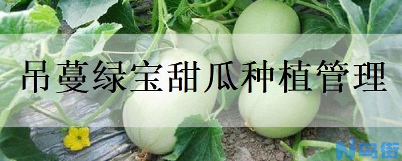 吊蔓绿宝甜瓜种植管理