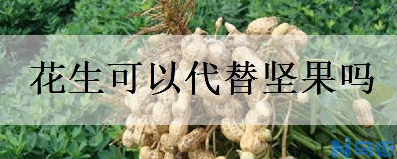 花生可以代替坚果吗