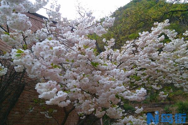 李子花什么颜色 李子开花怎么保花保果