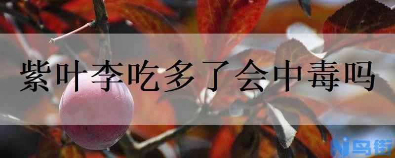 紫叶李吃多了会中毒吗