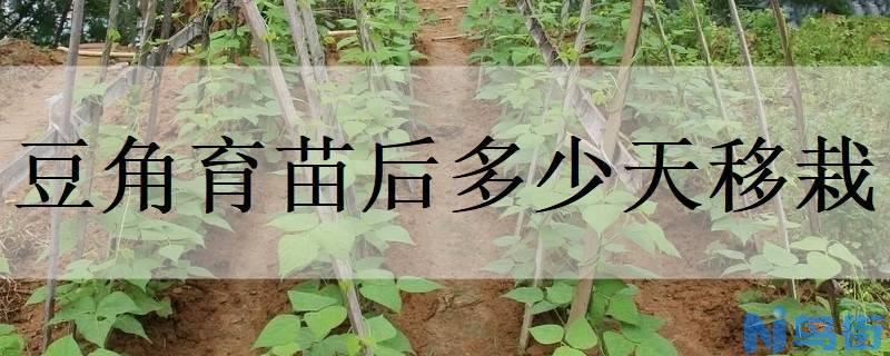 豆角育苗后多少天移栽