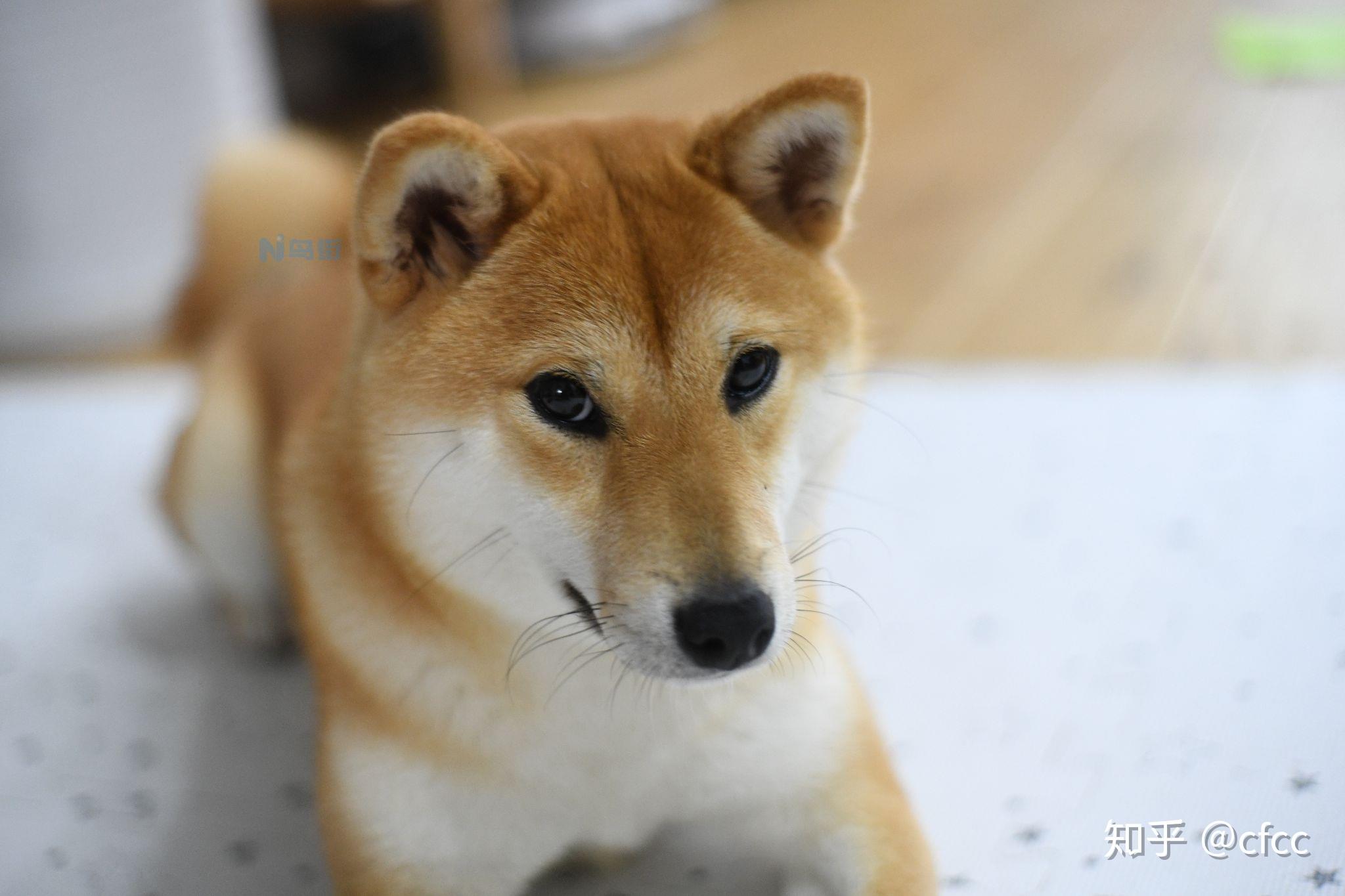 日本柴犬品种怎么样？日本柴犬品种的介绍百科