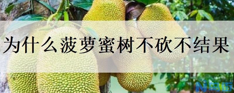 为什么菠萝蜜树不砍不结果