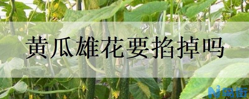 黄瓜雄花要掐掉吗