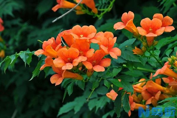 凌霄花冬天会冻死吗 秋天可以种植吗