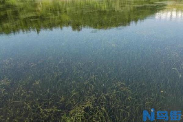 沉水植物有哪些品种 作用是什么