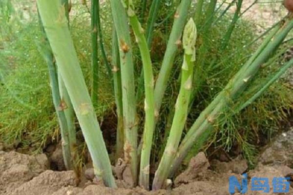 芦笋多久浇一次水 芦笋的浇水方法和频率