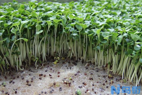 绿豆什么时候种植好 绿豆的种植时间及方法