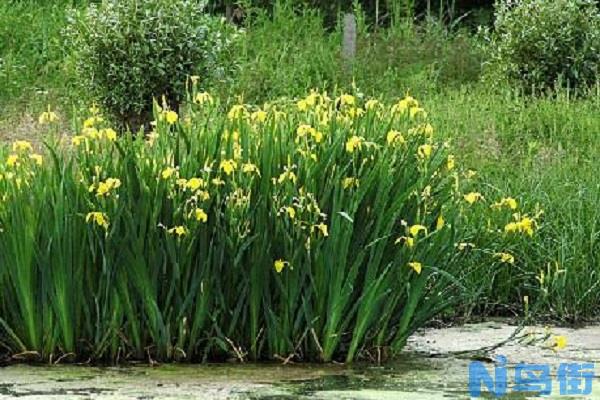 菖蒲是什么植物 有哪些种类