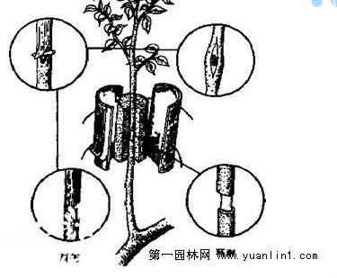 广玉兰高空压条繁殖育苗栽培技术