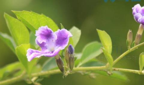 蕾丝金露花的花语