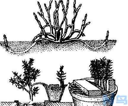 花卉植物压条繁殖的3种方法