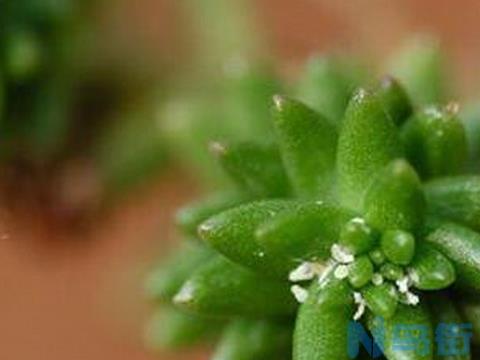 （养肉心得）多肉植物的介壳虫防治