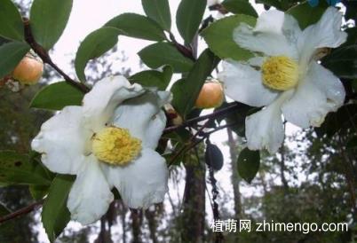 油茶的嫁接技术：油茶的嫁接操作步骤及后期管理详解