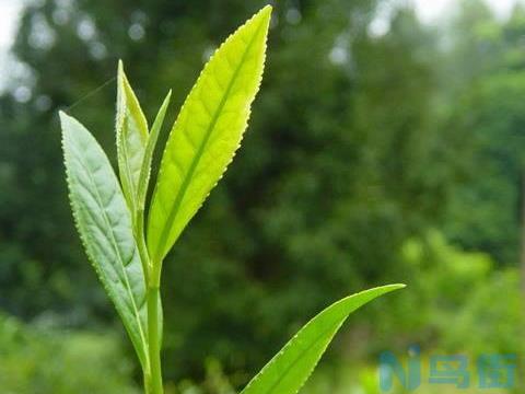 乔灌木类病害：茶赤叶斑病