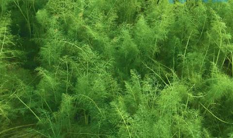 茴香的种植方法和时间，春秋两季播种，注意种子的处理及施肥