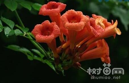 凌霄花高空压条繁殖