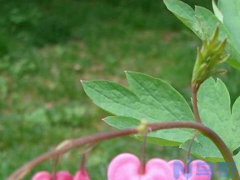 荷包牡丹的栽培繁育技术及介壳虫虫害防治