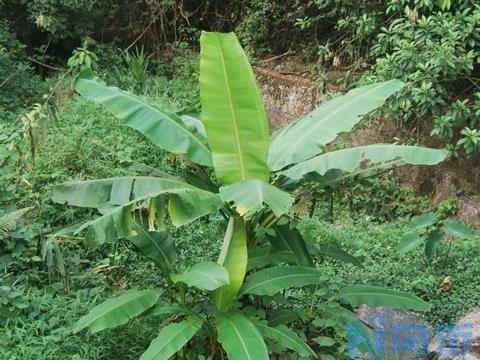 芭蕉叶斑病多发于夏秋高温且闷热的季节