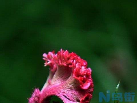 地被类病害：鸡冠花链格孢叶斑病