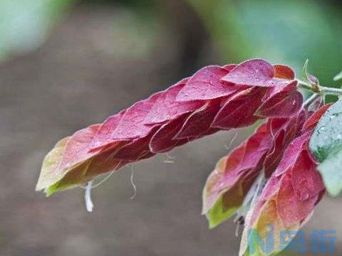 金苞花与虾衣花的区别