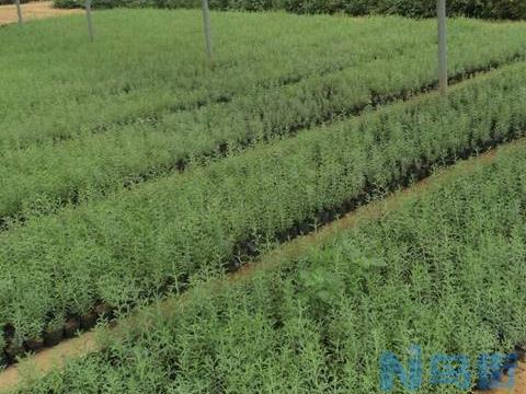 迷迭香种植方法与注意事项 迷迭香的修剪技巧