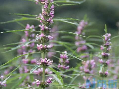 益母草育苗移栽技术 益母草种植技术