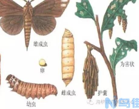 九月份园林植物易发生的病虫害及防治方法