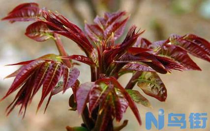 食用香椿芽菜设施生产技术 香椿怎么养殖