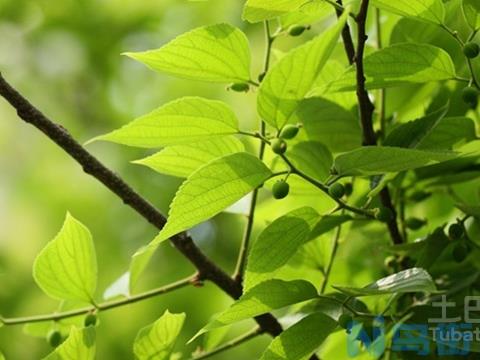 朴树植物简介  朴树植物价值