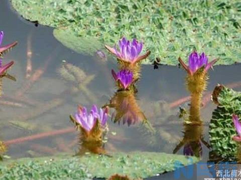 芡实高产优质栽培