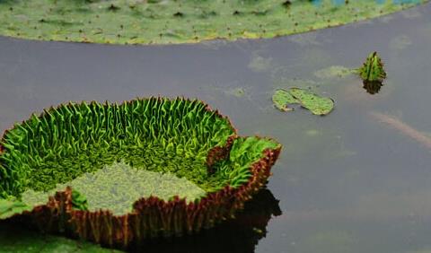 芡实水生草本栽培