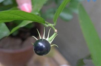 茉莉花种子鉴别