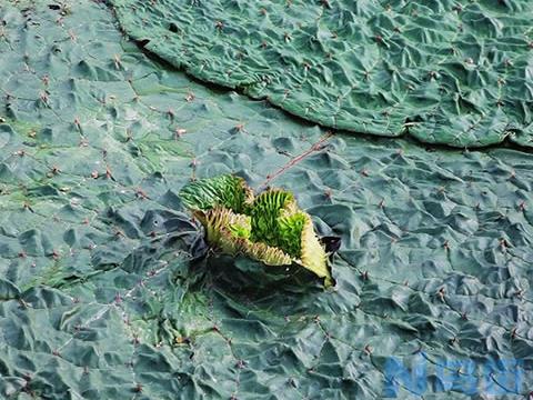 芡实的繁殖方法 芡实病虫害防治