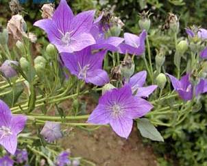 中国桔梗（Platycodon grandiflorus）的简介