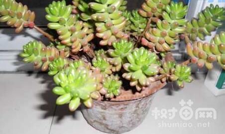 玉米石掉叶子原因五：植株过密