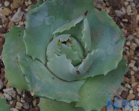 王妃雷神的养殖 开完花就死