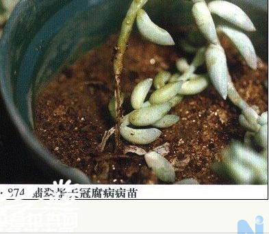 翡翠景天（Sedum morganianum）冠腐病的防治