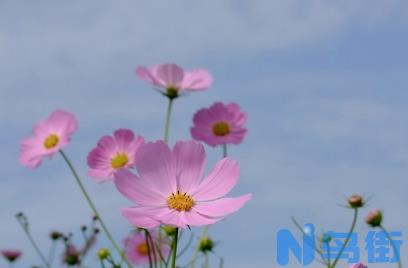 波斯菊什么时候种最好 波斯菊怎么种植