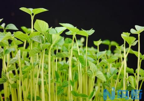 萝卜芽无土栽培技术 萝卜芽怎么种植