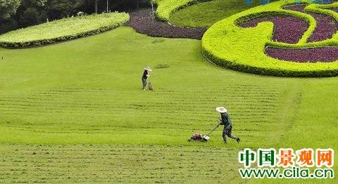 七月份草坪除草及病虫害防治方法