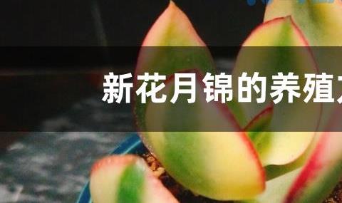 新花月锦的养殖方法