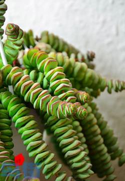 多肉植物钱串景天的病虫害防治知识