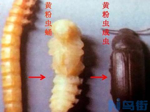 蝎子的食物——黄粉虫的养殖方法以及注意事项