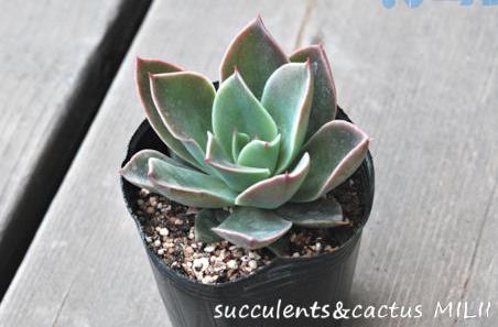 大河之舞 Echeveria &#8216;Yamato-no-Mai&#8217;