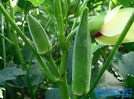 8月份黄秋葵的种植管理要点 黄秋葵怎么管理水肥