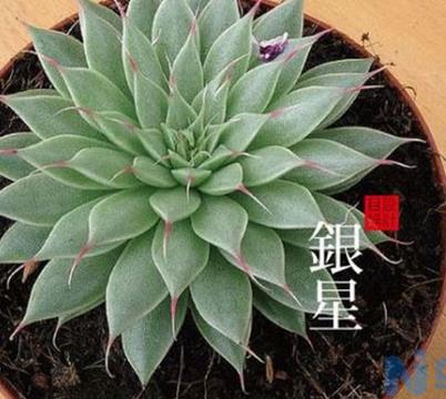 多肉植物银星图片及形态特征介绍