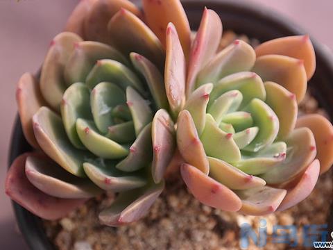 蓝王子 Echeveria Blue prince